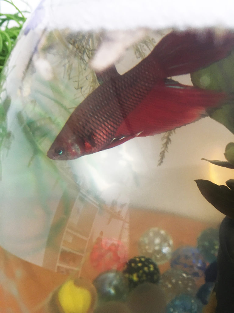beta fish red